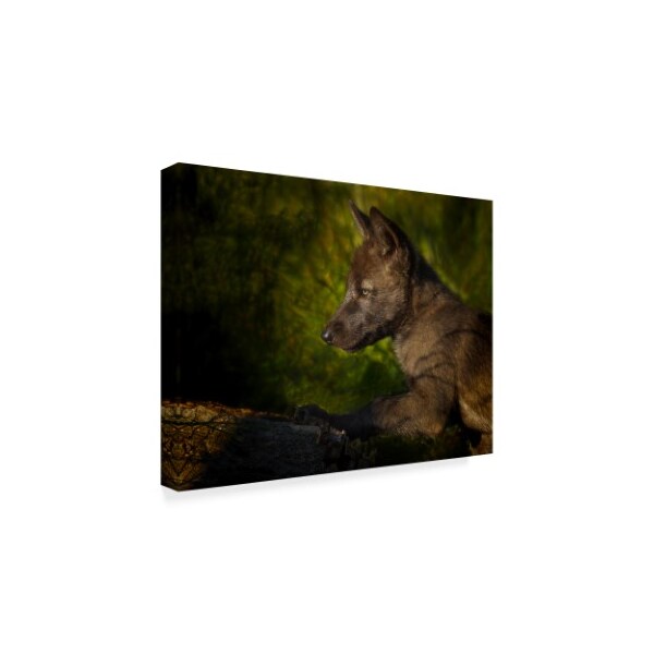 Galloimages Online 'Black Wolf Pup' Canvas Art,14x19